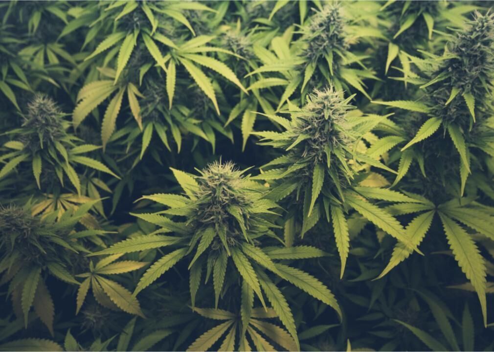 Marijuana use among college students hit a record high